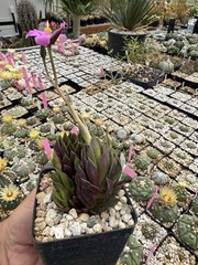 Anacampseros lanceolata Succulent Live Plant Easy Care