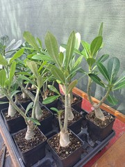 10 Adenium Obesum desert rose seedlings Rosa Del Desierto US SELLER