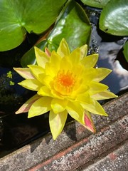 RED Live Hardy Water Lily Tubers Aquatic Pond Plants Lilies