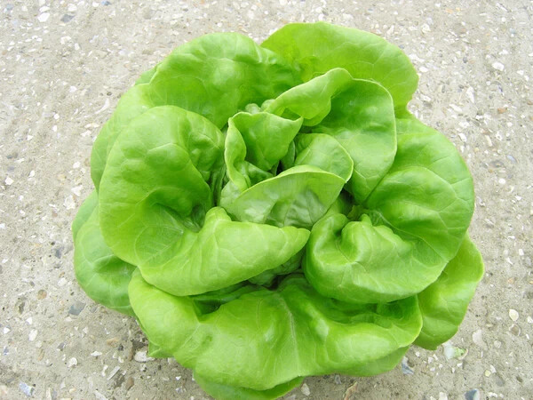 2000 BUTTERCRUNCH LETTUCE SEEDS ~ heirloomseedguy ~ 2026 ~ NON-GMO
