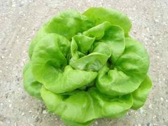 2000 BUTTERCRUNCH LETTUCE SEEDS ~ heirloomseedguy ~ 2026 ~ NON-GMO