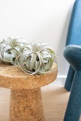 Xerographica Air Plants-Varied Sizes, Wholesale Bulk, Easy Care, 30Day Guarantee