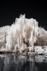 One White Willow Tree – Silver Leafs Shimmer in The Sun and Moonlight