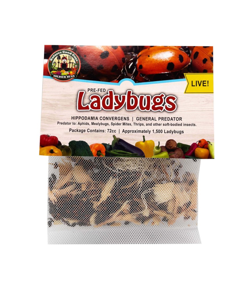 NaturesGoodGuys – Live Ladybugs – General predators