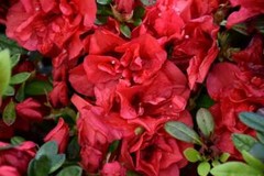 ~~ENCORE AUTUMN FIRE~~Azalea Deciduous Well Rooted Starter Plant~~DEEPEST RED!