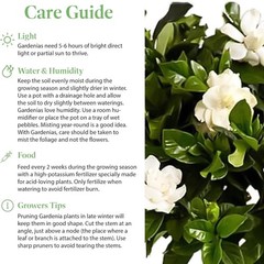 Mini Gardenia Tree 6-Inch Fragrant Indoor Outdoor Plant Blooming Home Office