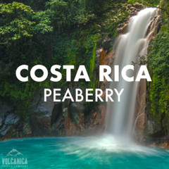 COSTA RICAN TARRAZU COFFEE BEANS PEABERRY FRESH ROASTED MEDIUM 2 X 1 POUND BAGS