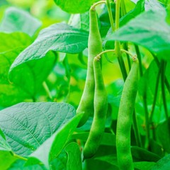 Kentucky Wonder POLE Green Bean Seeds, NON-GMO, FREE SHIPPING