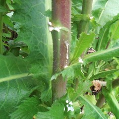 Wild Lettuce Seeds Lactuca virosa 50 Pack for Herbal Remedies