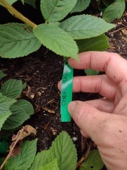 1 Nanking Cheropugy bush cherry, rooted plant. Zones 4-8