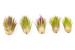 Jumbo Ionantha Guatemala ‘Macho’ Air Plants- Wholesale, Easy Care Indoor/Outdoor