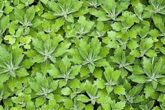 Lambsquarters, Lamb’s Quarters Seeds for Planting (100 Seeds) – Chenopodium Albu