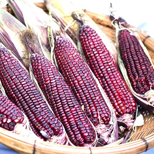 Bloody Butcher Corn Seeds | 30 – 3,000 Seeds | Non-GMO | Free Shipping | 1112