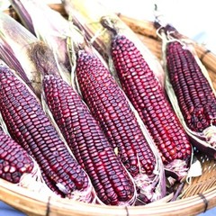 Bloody Butcher Corn Seeds | 30 – 3,000 Seeds | Non-GMO | Free Shipping | 1112