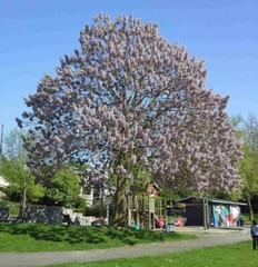 PRINCESS TREE Paulownia Tomentosa – 500 SEEDS. FREE S&H