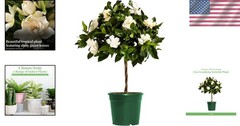 Mini Gardenia Tree 6-Inch Fragrant Indoor Outdoor Plant Blooming Home Office