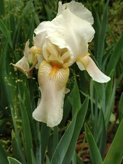 15 Iris Fresh Bearded Iris Rhizomes Mixed Varieties