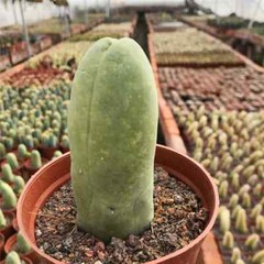 8CM Succulent Cactus Plant Eulychnia Castanea Male Sexy Cactaceae Home Garden