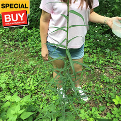 Wild Lettuce (Lactuca virosa) – Grow Now or Store for Future Planting – Capsule