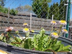Pink Dandelion Seeds RARE 10 Organic Seeds *FREE SHIPPING*