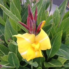 Striped Beauty Yellow Canna Lily & King Humbert Canna Pond Plant Bog Marginal