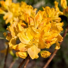 GOLDEN LIGHTS~~Azalea Rhododendron~Well Rooted Starter Plant~MAY BE DORMANT!