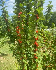 1 Nanking Cheropugy bush cherry, rooted plant. Zones 4-8