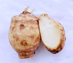 Jerusalem Artichokes-3 SproutingTubers for Planting, Tall Plant with Big Yields