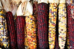 50 Treated Indian Ornamental Corn Seeds Heirloom Non-GMO USA Seller