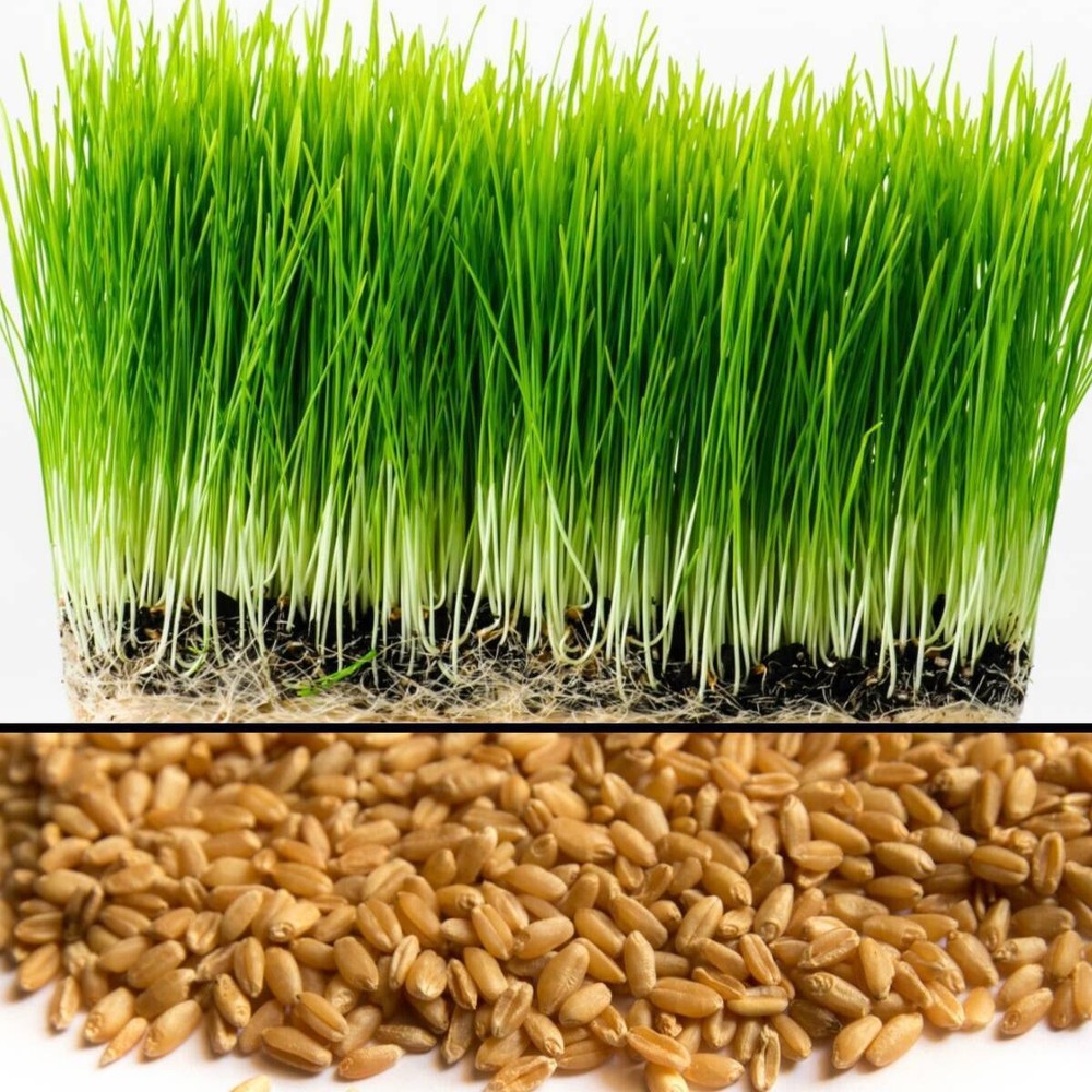 [ WHOLESALE ] Wheat Grass Seed- Guaranteed to Grow, Pets Friendly (USDA Organic)