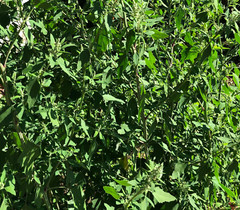 Chenopodium album, Organic Lamb’s Quarters, Goosefoot – 100 to 1000
