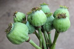 1,000 Turkish Red Poppy Seeds – P. Somniferum – Giant Scarlet Red Blooms