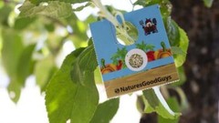 Natures Good Guys – 500 Encarsia formosa Eggs- Whitefly Control