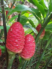 2 Shampoo Ginger Rhizomes, Zingiber Zerumbet, Pine Cone, Free Ship w/ Free Offer