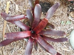 Neoregelia TUNISIA Bromeliad one tropical plant
