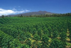 100% Hawaiian / Kona Peaberry Coffee Beans Dark Roasted 6 Pounds