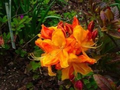 KLONDYKE~~Azalea Rhododendron~Well Rooted Starter Plant~MAY BE DORMANT!