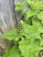 Pineapple Sage Seeds 10 Organic Seeds *FREE SHIPPING*