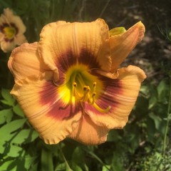 Assorted Daylilies, Mixed Daylilys, perennial’s return every year multiplying