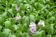 Florida Water Hyacinth Tropical Aquatic Floating Pond Plant