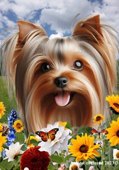 Silky Terrier Silver/Tan Summer Fields Flag
