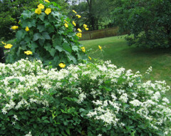 1-Year Roots Sweet Autumn Clematis (Virginsbower Clematis Paniculate Terniflora)