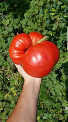 120+ BIG ZAC TOMATO SEEDS – WORLD RECORD SIZE – HUGE ———————- RARE