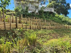 Vetiver live plant for EROSION CONTROL