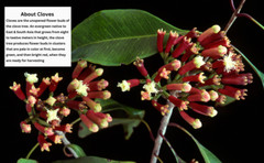 Whole Cloves | Sun Dried Hand Selected Cloves