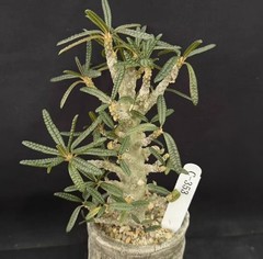 Pot 8cm Live House Plant Dorstenia gigas f. bullata WYSIWYG Own Root Boutique