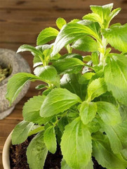 Stevia Seeds – Sweet Herb – 7 counts
