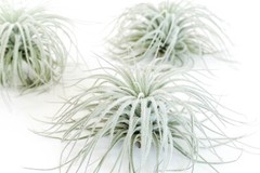 Tectorum Ecuador Air Plant – Multiple Sizes, Easy Care Indoor/Outdoor Decor
