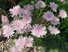 Pink Hawksbeard / Crepis Rubra Flower – 25 seeds, fast growing and bright pink!