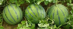 Sweet Tiger Baby Watermelon Seeds 50+ Non-GMO Ultra Sweet Easy Grow